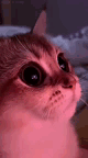 Gatito de bienvenida